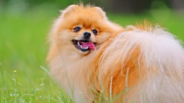 Pomeranian Spitz Dog Caminando Sobre Hierba Verde — Vídeo de stock