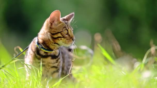 Bengálská Kočka Loví Létě Trávě Záběry — Stock video