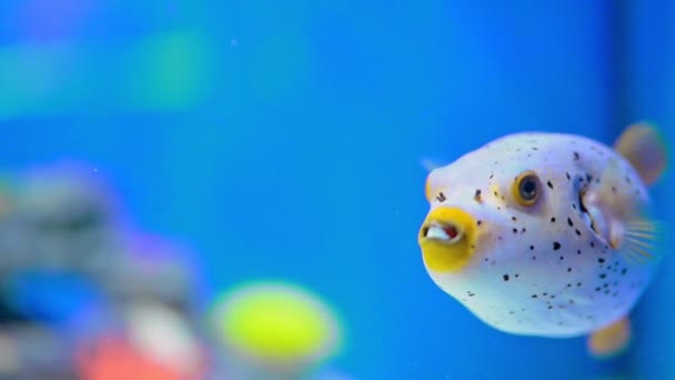 蓝色水中有趣的鱼 慢动作 4K视频 — 图库视频影像