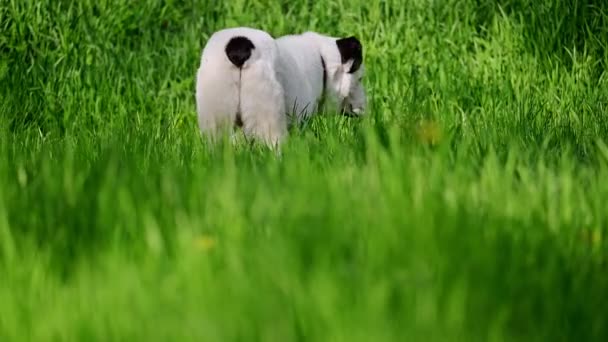 Der Zentralasiatische Schäferhund Auf Grünem Gras Und Tänzen Filmmaterial — Stockvideo