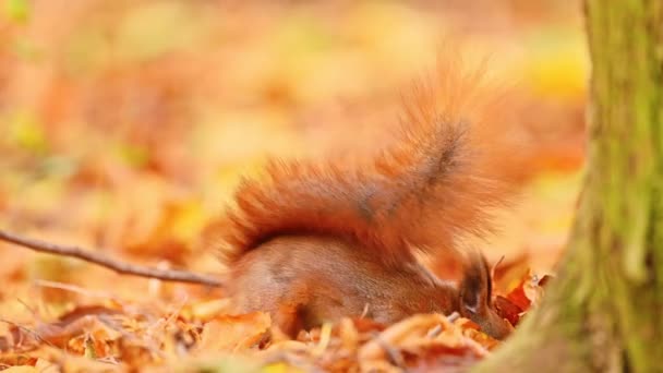 Ein Rotes Eichhörnchen Sehr Lustig Und Niedlich Das Die Nuss — Stockvideo