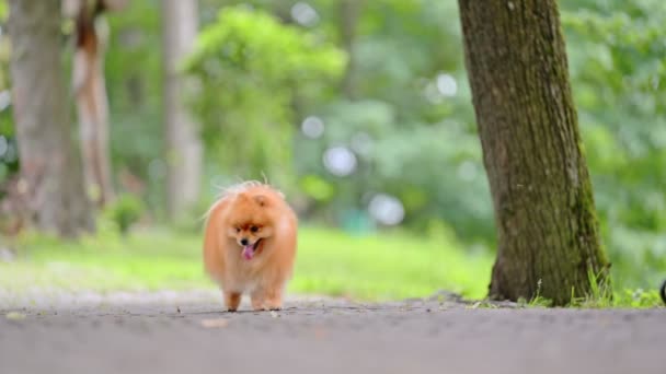 Cute Pomeranian Spitz Pies Spacery Parku — Wideo stockowe