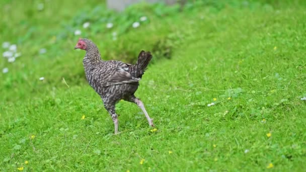 Hühner Spazieren Sommer Auf Grünem Gras Filmmaterial — Stockvideo