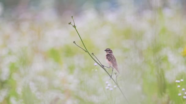 Small Bird Sitting Branch Summer Flower Footage — Stock Video