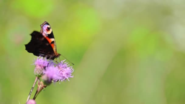 Весенний Фон Розовым Цветом Бабочкой — стоковое видео