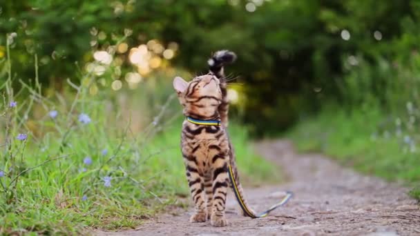 Bengalski Kot Polowania Zabawy Świeżym Powietrzu Trawie Kwiaty Zachodzie Słońca — Wideo stockowe