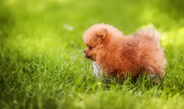 Şirin Pomeranian Köpek Yavrusu Yeşil Çimlerde Yürüyor Stok Resim