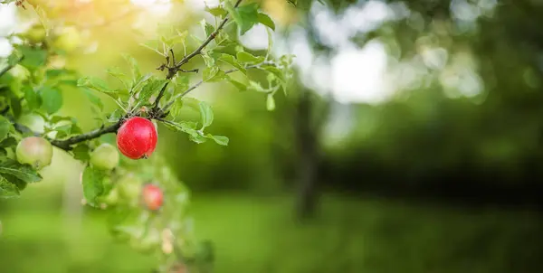 Yazın Bahçedeki Bir Ağaçta Kırmızı Elma Hasat Stok Fotoğraf