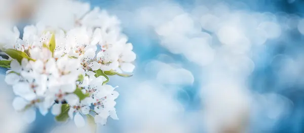 Mavi Arkaplanda Beyaz Elma Çiçekleri Dalları Telifsiz Stok Imajlar