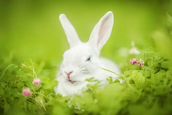 Beyaz Tavşan Dışarıda Küçük Tavşancık Paskalya Tavşanı - Stok İmaj
