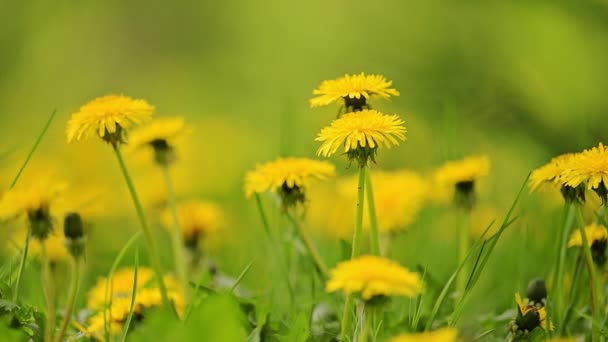 Yavaş Çekimde Çiçek Açan Sarı Karahindiba Tarlaları Görüntü — Stok video