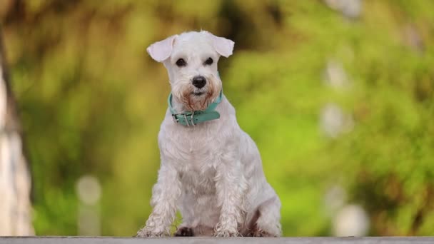 公園に座っているミニチュアシュナウザー犬 4K映像 — ストック動画