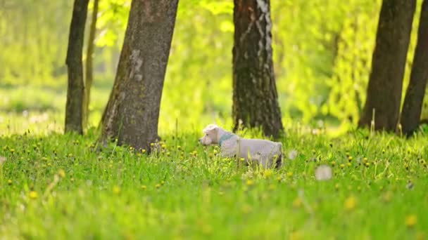 Vit Schnauzer Hund Som Springer Parken Grönt Gräs Slow Motion — Stockvideo