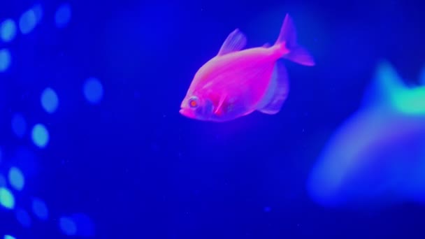 Różowe Ryby Świecące Tetra Glofish Rasa — Wideo stockowe