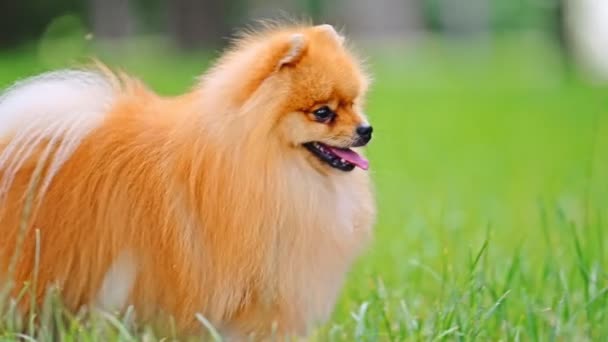 Pomeranian Spitz Dog Caminar Sobre Hierba Verde Metraje — Vídeo de stock