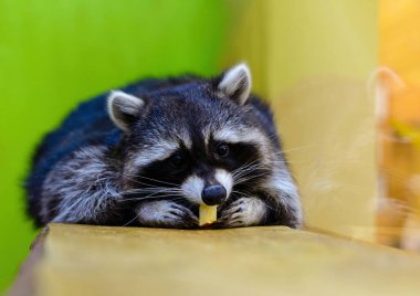 Gray raccoon lies on the table and eats an apple close-up.