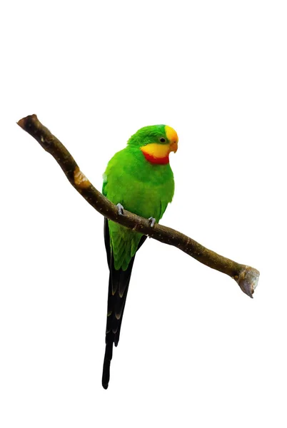 Excelente Loro Polytelis Swainsonii Hermoso Pájaro Rama Madera Plumas Colores —  Fotos de Stock