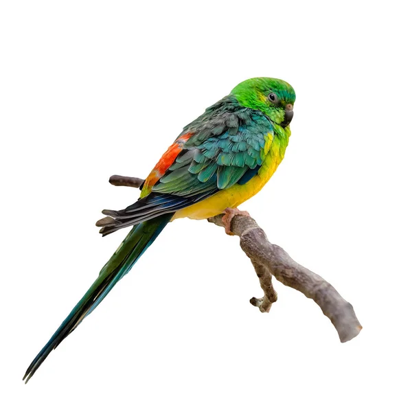 Wielokolorowa Papuga Siedząca Gałązce Odizolowanej Białe Tło — Zdjęcie stockowe