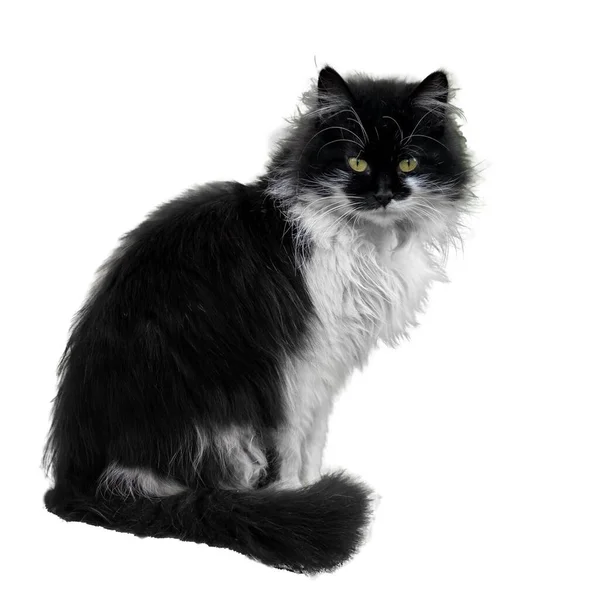 Black White Cat Sitting White Background — Stock Photo, Image