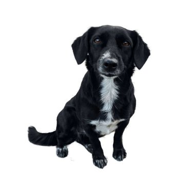 Beyaz göğüslü, kahverengi gözlü, gülümseyen siyah bir köpek. Beyaz arka planda izole edilmiş şirin köpek portresi.