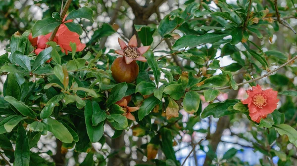 Red pomegranate flowers on pomegranate tree in the garden.