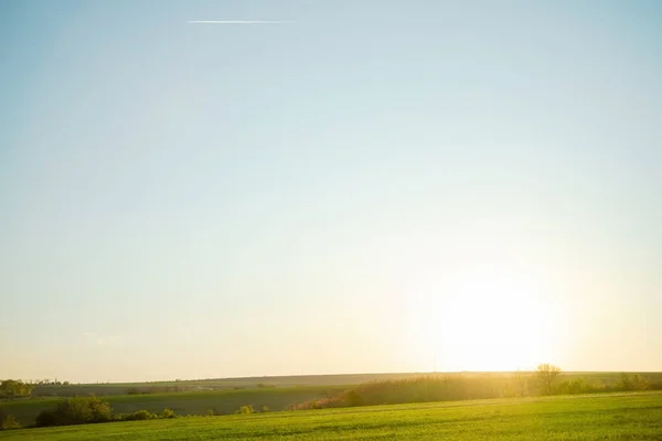 Sıcak altın güneş ışığı buğdayın yeşil tarlasını aydınlatır. Sabah tazeliği konsepti. Doğal arkaplan