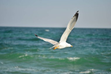 Uzaklara uç. Suyun üzerinde uçan martılar..