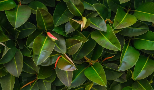 Ficus elastica, Moraceae familyasından bir bitki türü olan, ağaçta bulunan, seçici odak yeşil incir yapraklarının yakın plan fotoğrafı.