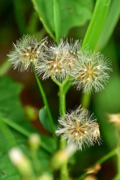 stock image Vernonia cinereaLess. The trunk has a crest and soft hairs. The flowers bloom at the end of the flowers and are purple. Older flowers are white. The seeds have long white hairs