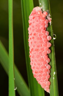 İstiridye yumurtaları, açık pembe ve beyaz kaplama. Çiftçi pirinç bitkilerinin yapraklarına yapışır ve pirinç bitkilerinin düşmanıdır.