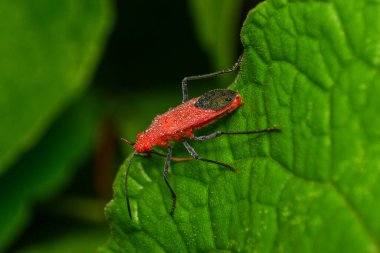 Leptocoris vicinus, Soapberry Bugs adında bir böcek grubunun üyesidir. Siyah bacaklı güzel kırmızı renkleri var ve zıt yeşil yapraklarla yaşamayı tercih ediyorlar.