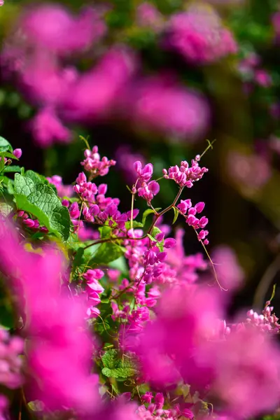 Antigonon leptopot pembe çiçekleri çiçek açmış ve parlak yeşil yapraklar büyük çalılıklarda bir araya toplanmış. Sığ bir alan derinliği var, bazı odak noktaları.