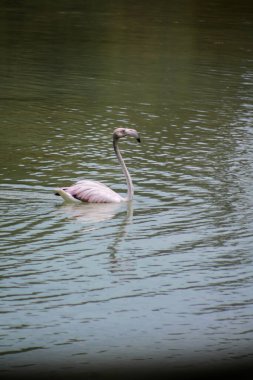 Güzel Maldivler ve hayret verici