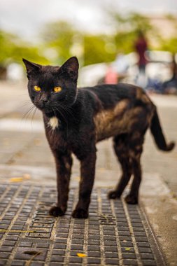 Güzel Maldivler ve hayret verici