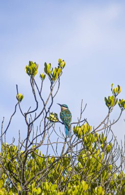 Güzel Maldivler ve hayret verici 