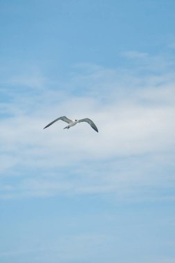 Güzel Maldivler ve hayret verici