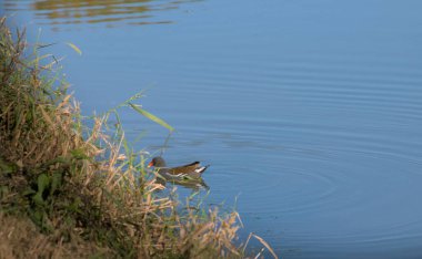 Gölette küçük bir kuş