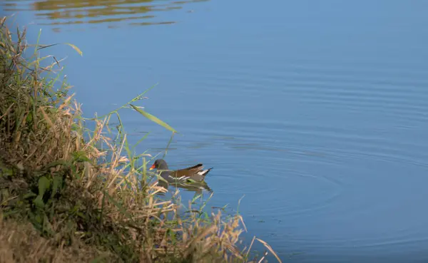 Gölette küçük bir kuş