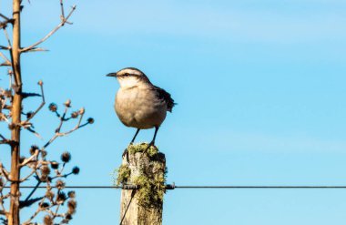 Tebeşir kaşlı alaycı kuş bir kutba tünemiştir (Mimus Saturnimus). Quebrada de los Cuervos, Uruguay