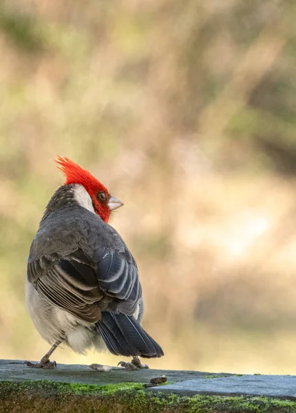Red crested Cardinal bird perched on a wall. Bird droppings. Quebrada de los Cuervos, Uruguay