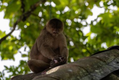 Bir kapuçin maymunu çatıda soğan soyar. Puerto Misahualli, Ekvador