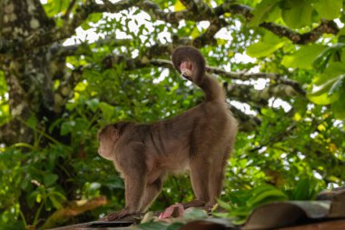 Bir kapuçin maymunu ağacın altında kuyruğunda bir soğan tutuyor. Puerto Misahualli, Ekvador.