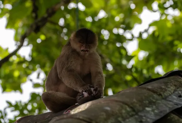 stock image A capuchin monkey peels an onion on a roof. Puerto Misahualli, Ecuador