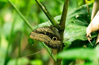 Owl butterfly on a plant, wings closed. Puerto Misahualli, Ecuador clipart