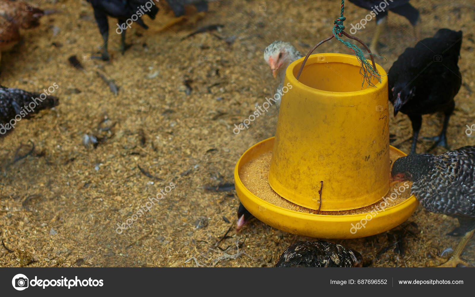 Photo Atmosphere Chicken Barn Chickens Eating Drinking Laying Eggs Egg ...