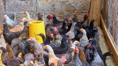 Tavuk ahırındaki tavukların yediği, içtiği ve yumurtladığı atmosferin fotoğrafı. Bu, kenar mahallelerdeki tavuk ahırındaki yumurta ve ızgara tavuk endüstrisi ve büyük tavuk çiftçileri için..