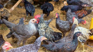 Tavuk ahırındaki tavukların yediği, içtiği ve yumurtladığı atmosferin fotoğrafı. Bu, kenar mahallelerdeki tavuk ahırındaki yumurta ve ızgara tavuk endüstrisi ve büyük tavuk çiftçileri için..