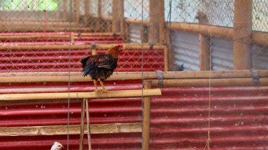 Tavuk ahırındaki tavukların yediği, içtiği ve yumurtladığı atmosferin fotoğrafı. Bu, kenar mahallelerdeki tavuk ahırındaki yumurta ve ızgara tavuk endüstrisi ve büyük tavuk çiftçileri için..