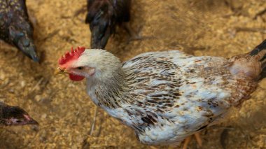 Tavuk ahırındaki tavukların yediği, içtiği ve yumurtladığı atmosferin fotoğrafı. Bu, kenar mahallelerdeki tavuk ahırındaki yumurta ve ızgara tavuk endüstrisi ve büyük tavuk çiftçileri için..