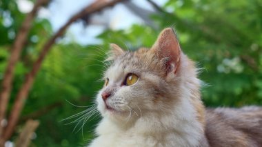 Uzun kürklü bir kedinin yakın çekimi ve beyaz kül ve kahverengiden oluşan 3 renk tahtanın üzerinde rahatlarken ve öğleden sonra parkta yuvarlak gözlere bakarken..